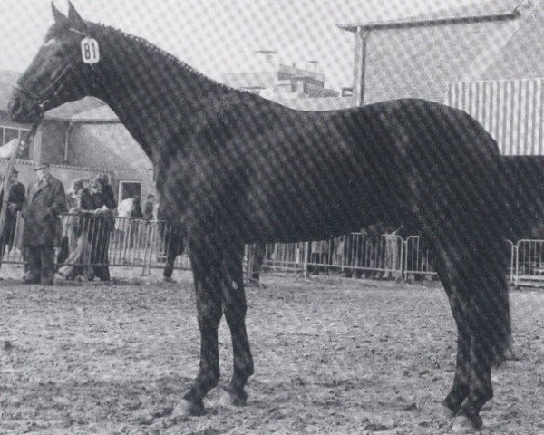 stallion Waldsee (Oldenburg, 1973, from Waldschuetz)