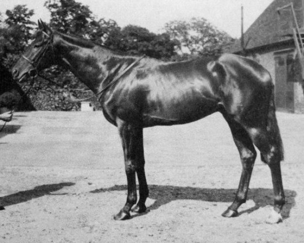 stallion Tehran xx (Thoroughbred, 1941, from Bois Roussel xx)
