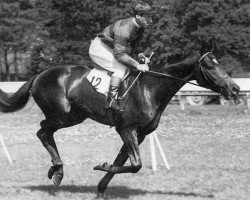 stallion Tulyar xx (Thoroughbred, 1949, from Tehran xx)