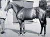 stallion Menelek xx (Thoroughbred, 1957, from Tulyar xx)