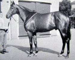 stallion Menelek xx (Thoroughbred, 1957, from Tulyar xx)