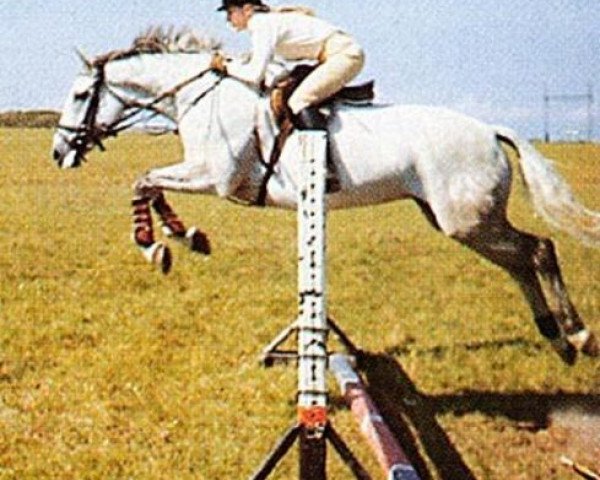Zuchtstute Ballymena Park (Irish Sport Horse, 1972, von Menelek xx)