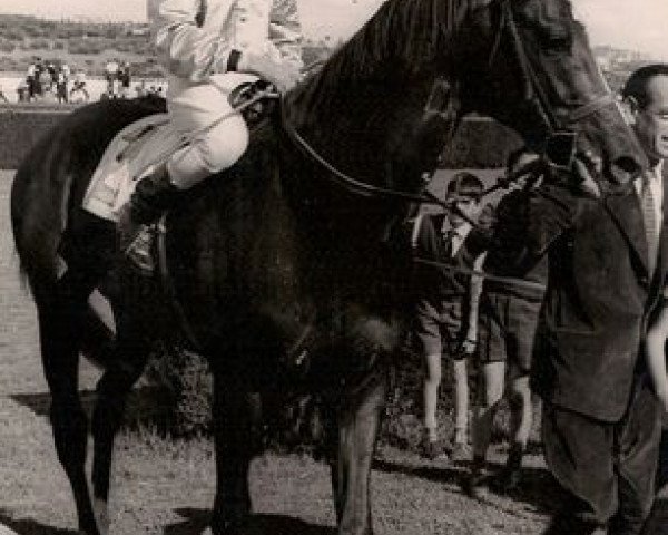 stallion Cocoliche xx (Thoroughbred, 1957, from Falls of Clyde xx)