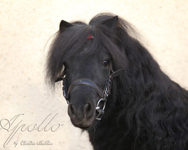 stallion Apollo vom Purnitzgrund (Shetland Pony, 2006, from Argent)
