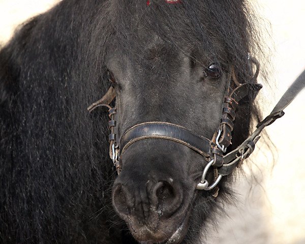 stallion Fantast vom Purnitzgrund (Shetland Pony, 1999, from Fanal)