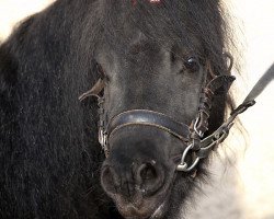 Deckhengst Fantast vom Purnitzgrund (Shetland Pony, 1999, von Fanal)