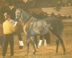 broodmare Pik Bubes Girl (Hanoverian, 1984, from Pik Bube I)