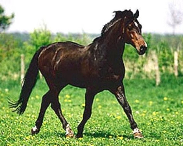 horse Literat (Holsteiner, 1982, from Lord 1134)