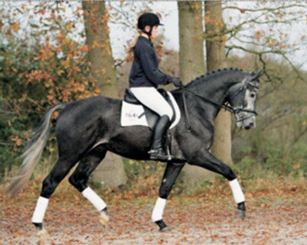 stallion Universeel (KWPN (Royal Dutch Sporthorse), 2001, from Olivi)