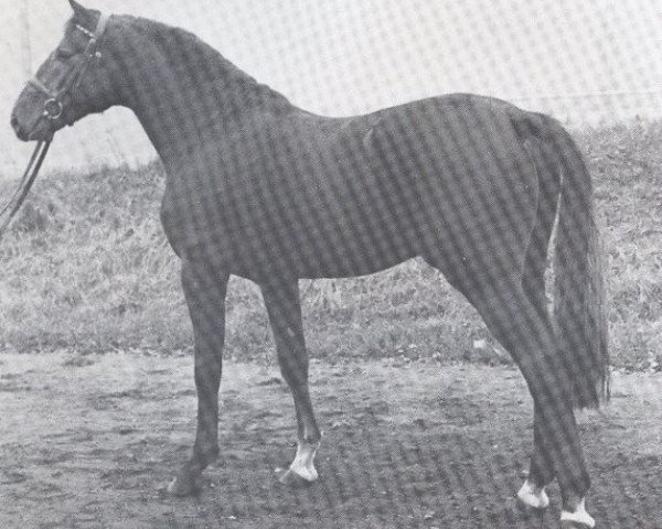Deckhengst Corvado (Holsteiner, 1976, von Cor de la Bryère)