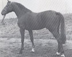 Deckhengst Corvado (Holsteiner, 1976, von Cor de la Bryère)