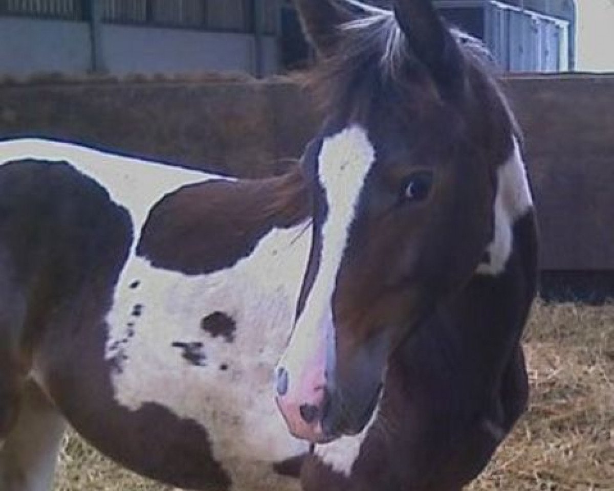 Zuchtstute Demoiselle van Erpekom (KWPN (Niederländisches Warmblut), 2008, von Zorro van Erpekom)
