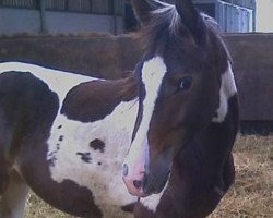 broodmare Demoiselle van Erpekom (KWPN (Royal Dutch Sporthorse), 2008, from Zorro van Erpekom)