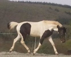 Pferd Domino van Erpekom (Belgisches Warmblut, 2008, von Zorro van Erpekom)