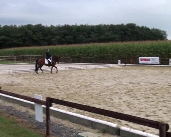 dressage horse Dijego 3 (German Riding Pony, 2008, from Davenport II)