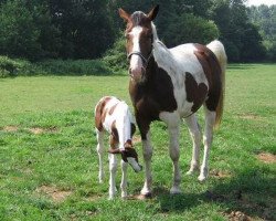 broodmare Winde van Erpekom ZZ (Zangersheide riding horse, 2003, from Werro van Overis)