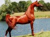 stallion Magnum Psyche ox (Arabian thoroughbred, 1995, from Padrons Psyche 1988 ox)