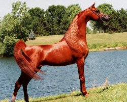 stallion Magnum Psyche ox (Arabian thoroughbred, 1995, from Padrons Psyche 1988 ox)