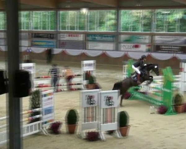 horse O'Fields Rocking Jorinka (Welsh Partbred, 2006, from Orchard Boginov)