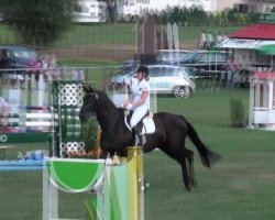 broodmare Whitney (Hanoverian, 2002, from Waterford)