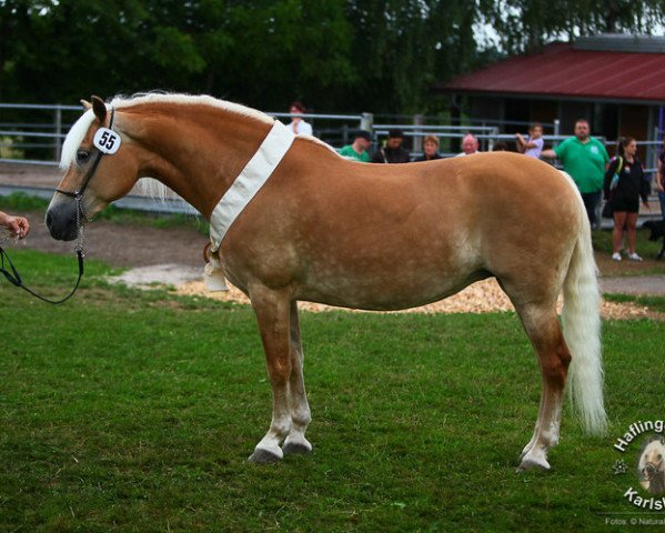 Zuchtstute Ashley (Haflinger, 2001, von Alpenstern)