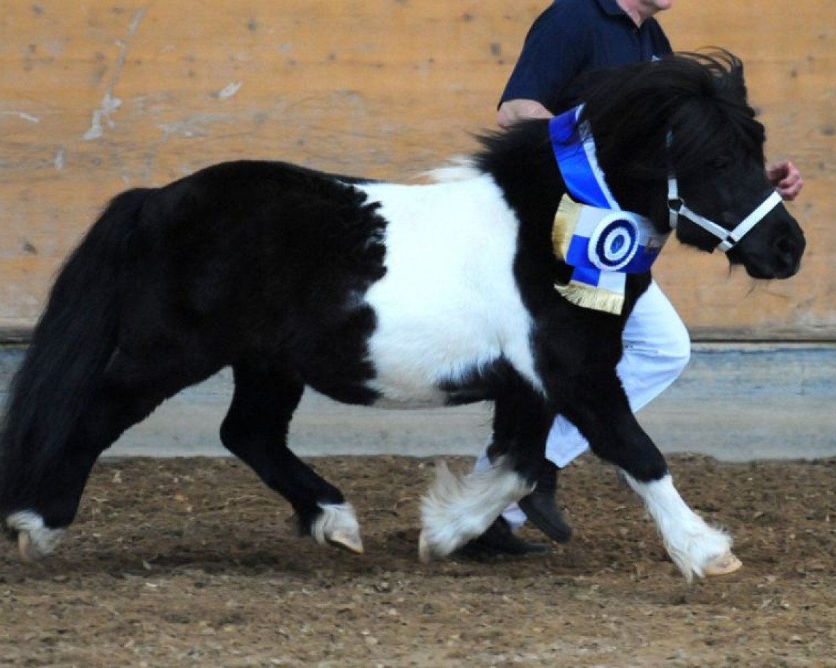 Deckhengst Kronprinz van den Niederlanden (Shetland Pony, 1995, von Danny van het Stalletje)
