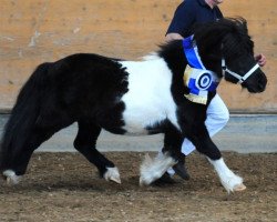 horse Kronprinz van den Niederlanden (Shetland Pony, 1995, from Danny van het Stalletje)