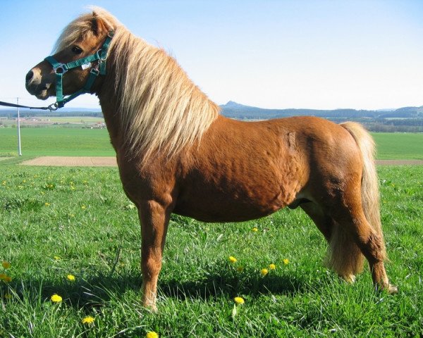 horse Jannus Pannonius v. Schwanenschlag (Dt.Part-bred Shetland pony, 1995, from Jacob's Kroenung)