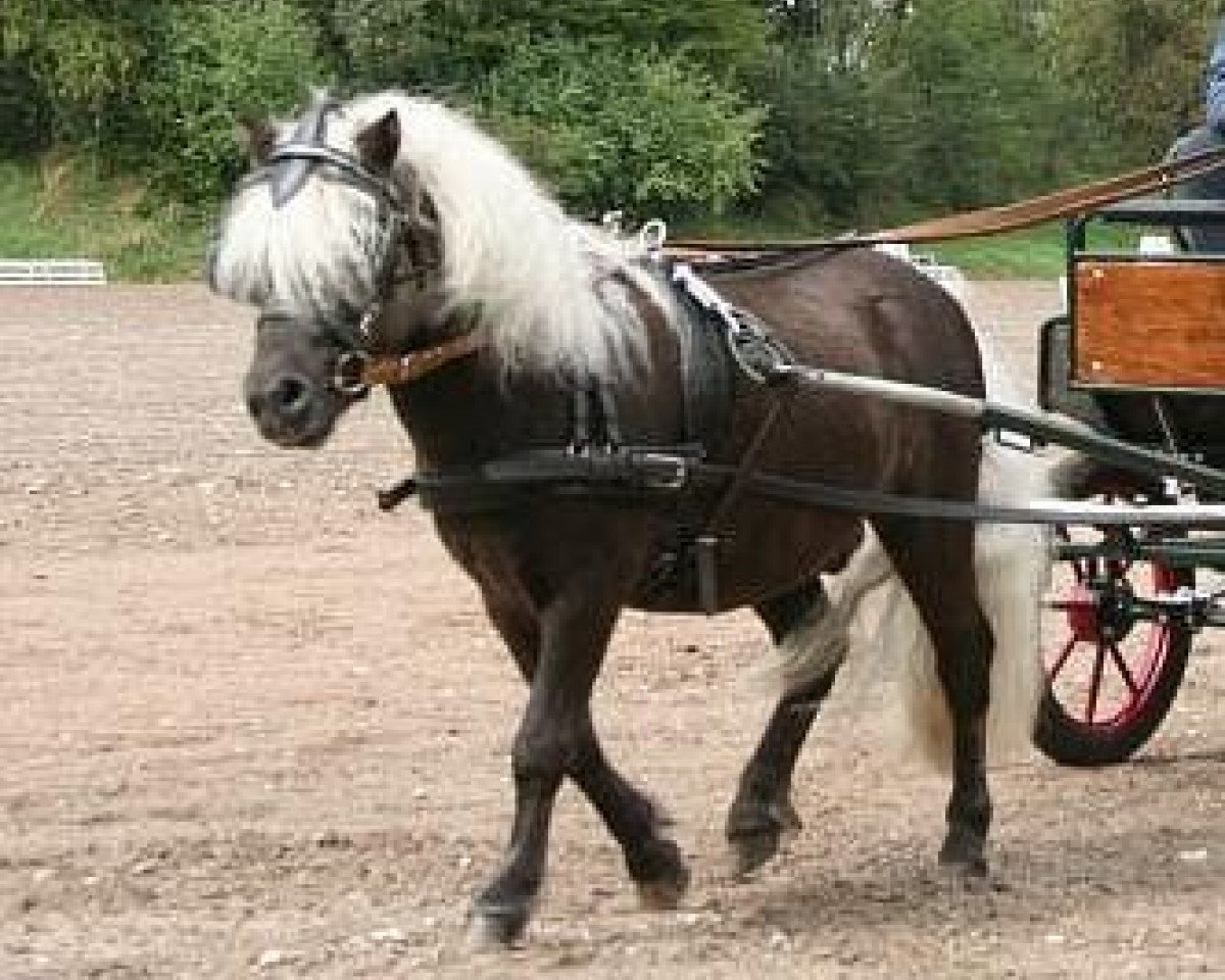 stallion Rimini (Dt.Part-bred Shetland pony, 2002, from Ramiro)
