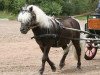 stallion Rimini (Dt.Part-bred Shetland pony, 2002, from Ramiro)