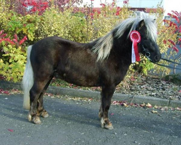 Pferd Rossini (Dt.Part-bred Shetland Pony, 2004, von Ramiro)