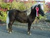 horse Rossini (Dt.Part-bred Shetland pony, 2004, from Ramiro)