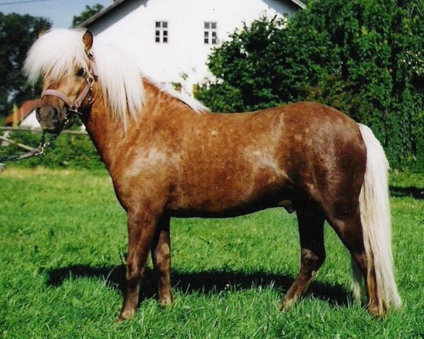 stallion Mylord (Shetland Pony, 2001, from Milan van de Geest)