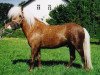 stallion Mylord (Shetland Pony, 2001, from Milan van de Geest)