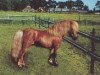 stallion Ilko von Kreyenbrok (Shetland Pony, 1992, from Igor)