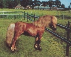 stallion Ilko von Kreyenbrok (Shetland Pony, 1992, from Igor)