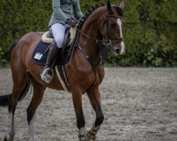 jumper Dinki Diamond (Holsteiner, 2016, from Dinken)