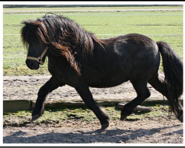 stallion Indigo (Shetland Pony, 1997, from Indio)