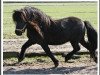stallion Indigo (Shetland Pony, 1997, from Indio)