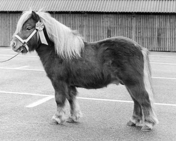 stallion Eddy D (Shetland Pony, 1969, from Talisman van de Honderdmorgen)