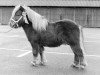 Deckhengst Eddy D (Shetland Pony, 1969, von Talisman van de Honderdmorgen)
