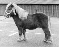 stallion Eddy D (Shetland Pony, 1969, from Talisman van de Honderdmorgen)