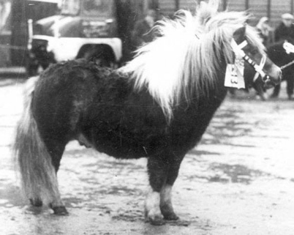 Deckhengst Gelrus v. Druten (Shetland Pony, 1971, von Thomas van Stal Rodichem)