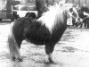 Deckhengst Gelrus v. Druten (Shetland Pony, 1971, von Thomas van Stal Rodichem)