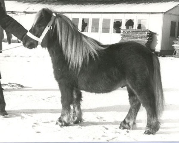 Deckhengst Mieschel van de Valendries (Shetland Pony, 1976, von Gelrus v. Druten)