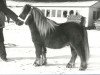 stallion Mieschel van de Valendries (Shetland Pony, 1976, from Gelrus v. Druten)