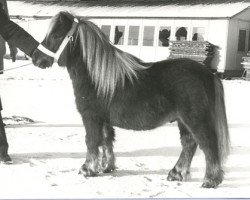 Deckhengst Mieschel van de Valendries (Shetland Pony, 1976, von Gelrus v. Druten)