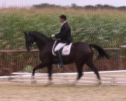 dressage horse Petit Filou 17 (Westphalian, 2004, from Pik Labionics)