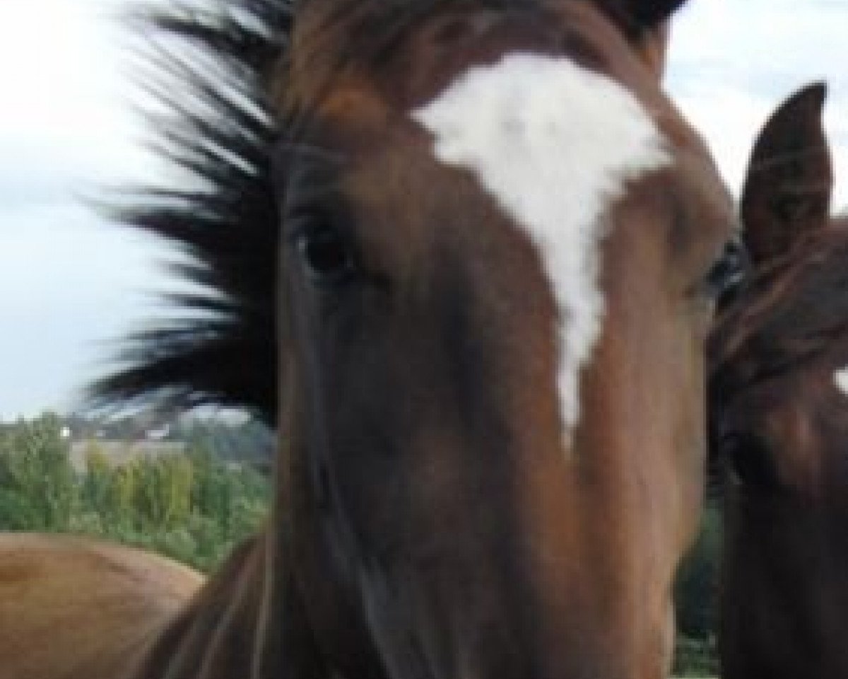 horse Waltzing Matilda (British Sport Horse, 2007, from Bullands Sandoval)
