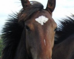 Pferd Harry Tango (British Sport Horse, 2008, von Bullands Sandoval)